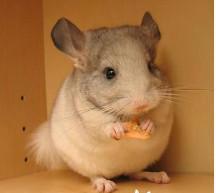 十二星座最想要的鼠星人，金牛座的是毛丝鼠，双鱼座是龙猫