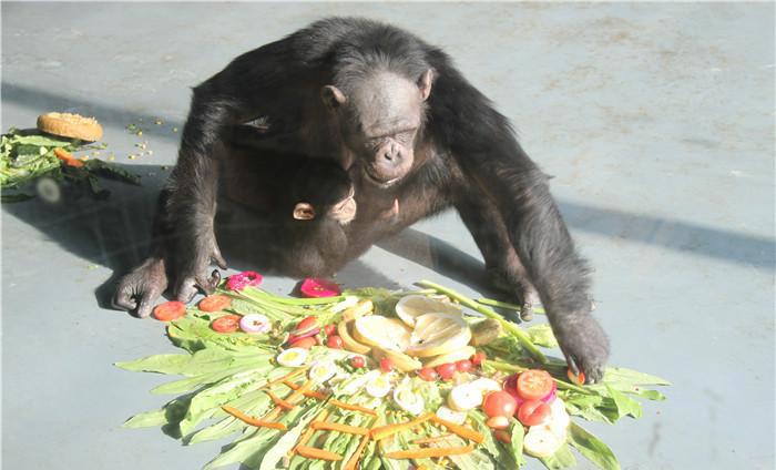 无锡动物园双“猩”萌宝等你来取名