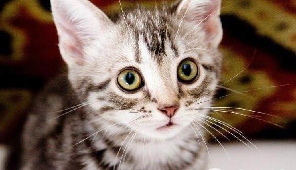 喵咪集结令盘点电影、动画片里治愈系超萌喵星人