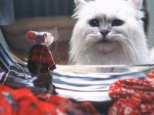 喵咪集结令盘点电影、动画片里治愈系超萌喵星人