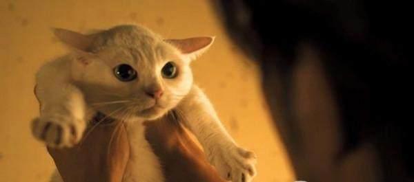 喵咪集结令盘点电影、动画片里治愈系超萌喵星人