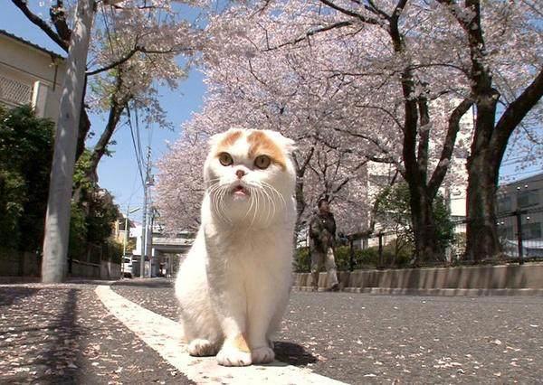 喵咪集结令盘点电影、动画片里治愈系超萌喵星人