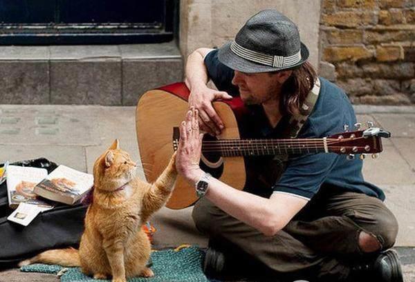 喵咪集结令盘点电影、动画片里治愈系超萌喵星人