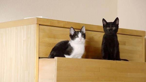 喵咪集结令盘点电影、动画片里治愈系超萌喵星人