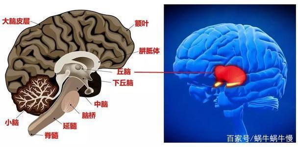 《头脑特工队》：从心理学的角度剖析这部作品设定的合理性