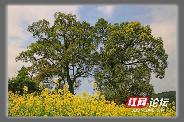 美极了！一片花海簇拥着大树，让我秒入宫崎骏的动漫世界