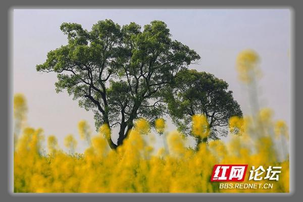 美极了！一片花海簇拥着大树，让我秒入宫崎骏的动漫世界