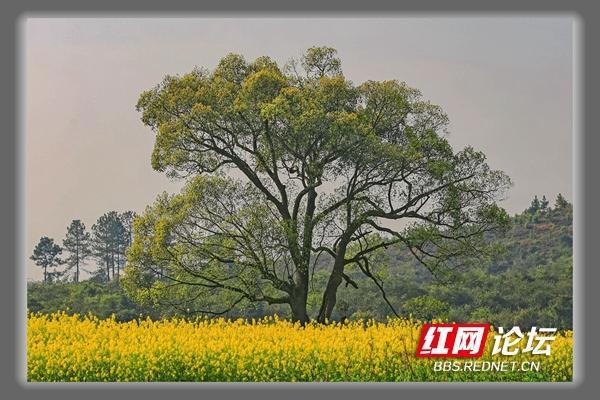 美极了！一片花海簇拥着大树，让我秒入宫崎骏的动漫世界