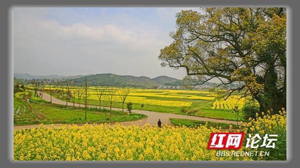 美极了！一片花海簇拥着大树，让我秒入宫崎骏的动漫世界