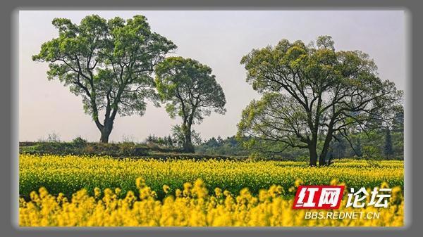 美极了！一片花海簇拥着大树，让我秒入宫崎骏的动漫世界