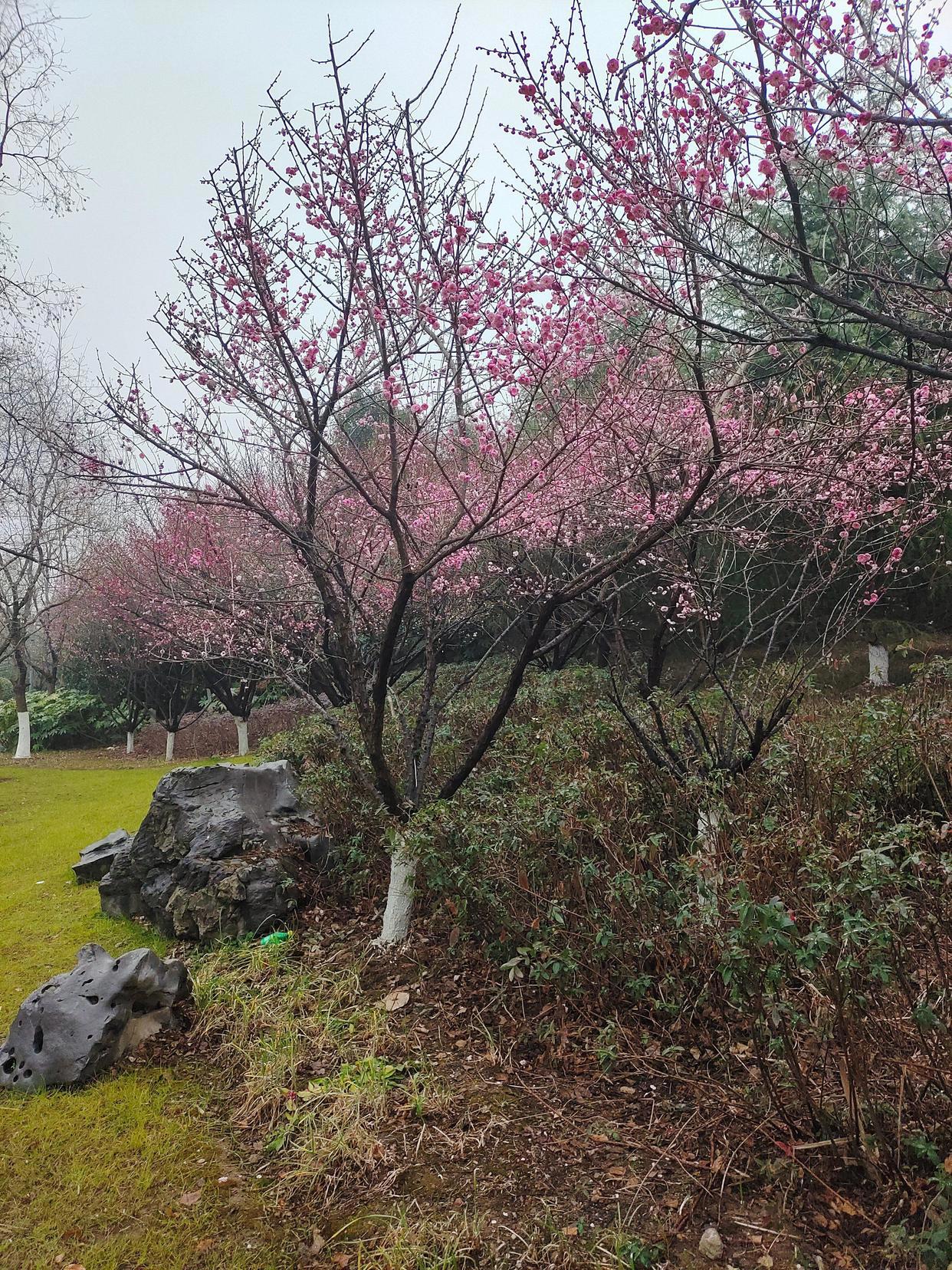 春节到园博园与“博虎”穿越中国年