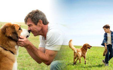 40部猫狗题材的电影、动漫、纪录片等，不信你看过的有10个以上