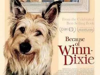 40部猫狗题材的电影、动漫、纪录片等，不信你看过的有10个以上