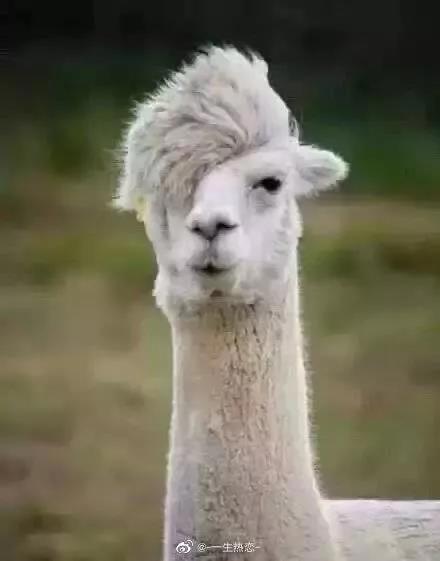 今天Tony老师问，你要剪葬爱家族、流星花园or动漫人物，我蒙圈了