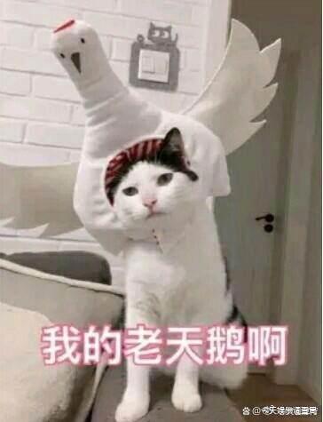 苍兰诀：刨掉亲亲，这是一部非常适合暑假档的儿童剧