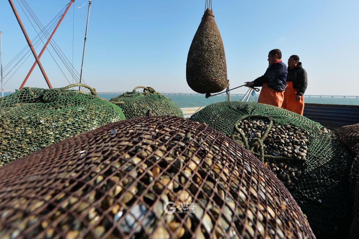 实拍！红岛渔港蛤蜊海螺毛蚶大量上市肉肥味美