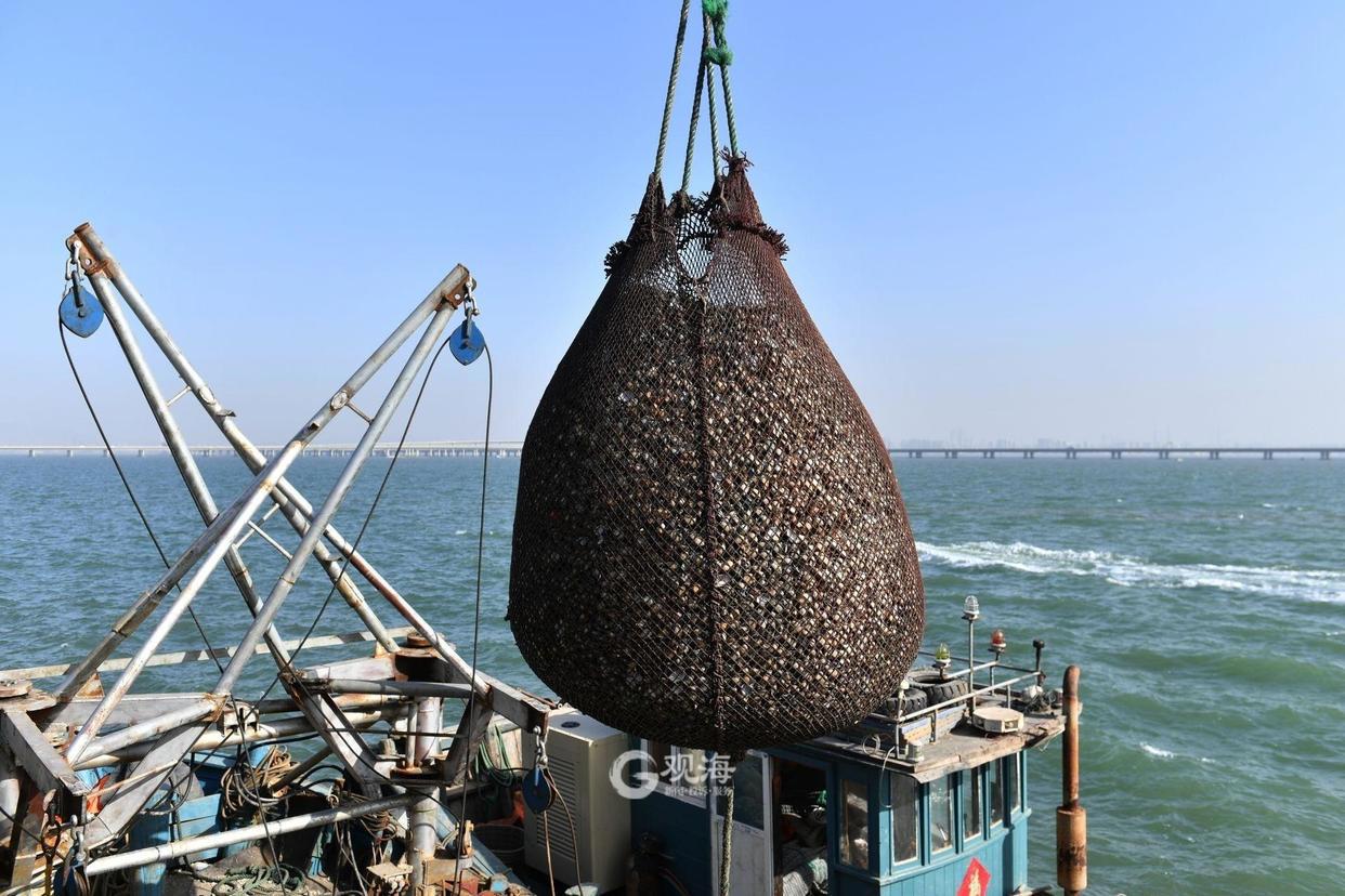 实拍！红岛渔港蛤蜊海螺毛蚶大量上市肉肥味美