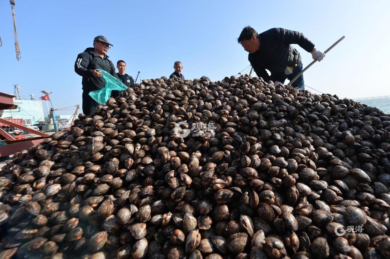 实拍！红岛渔港蛤蜊海螺毛蚶大量上市肉肥味美