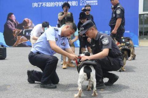 头一回！警犬退役全网直播，网友纷纷刷屏：警汪，退休愉快