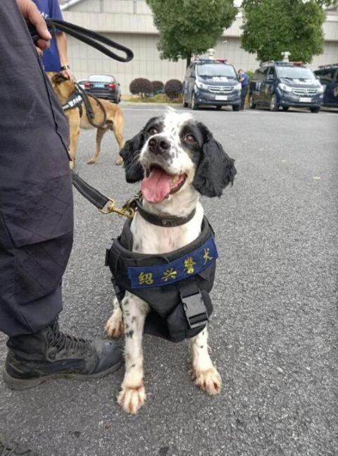 头一回！警犬退役全网直播，网友纷纷刷屏：警汪，退休愉快