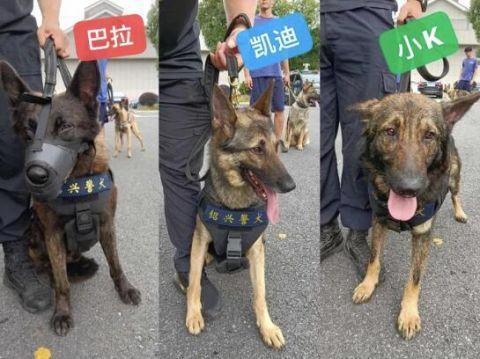 头一回！警犬退役全网直播，网友纷纷刷屏：警汪，退休愉快