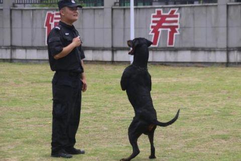 头一回！警犬退役全网直播，网友纷纷刷屏：警汪，退休愉快