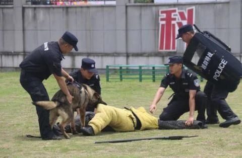 头一回！警犬退役全网直播，网友纷纷刷屏：警汪，退休愉快