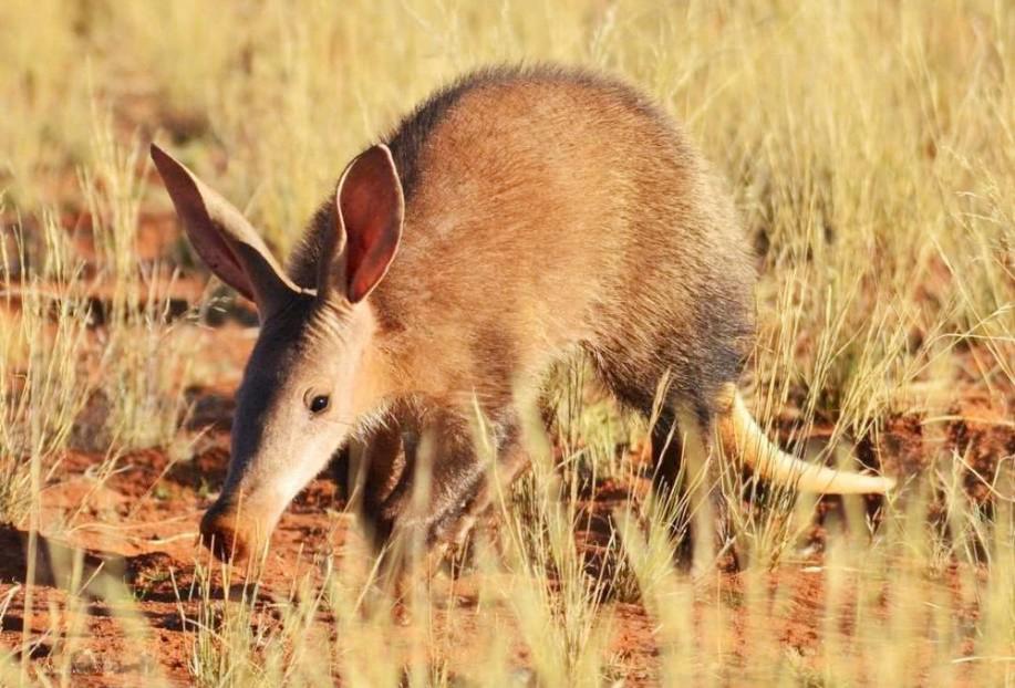 聊聊F-111：战斗机修炼的最高境界，是成为战略轰炸机