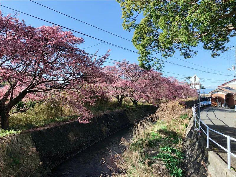 我在日本买口罩，亲历从有到无的关键两周