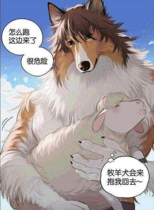 漫画：不吃羊的狼，与狗没有什么区别