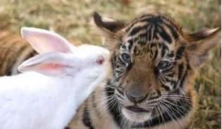 老虎和兔子关在一起会发生什么，你绝对想不到！画面让人没眼看