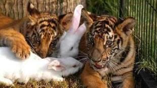 老虎和兔子关在一起会发生什么，你绝对想不到！画面让人没眼看