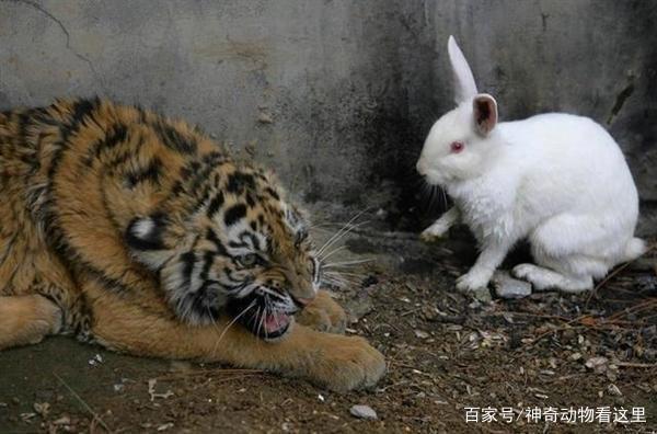 男子把兔子和老虎养在一起，结果局面出乎意料！