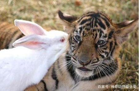 男子把兔子和老虎养在一起，结果局面出乎意料！