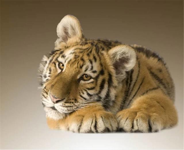 老虎和兔子在一起会怎么样？饲养员大呼简直丢尽了老虎界的脸面