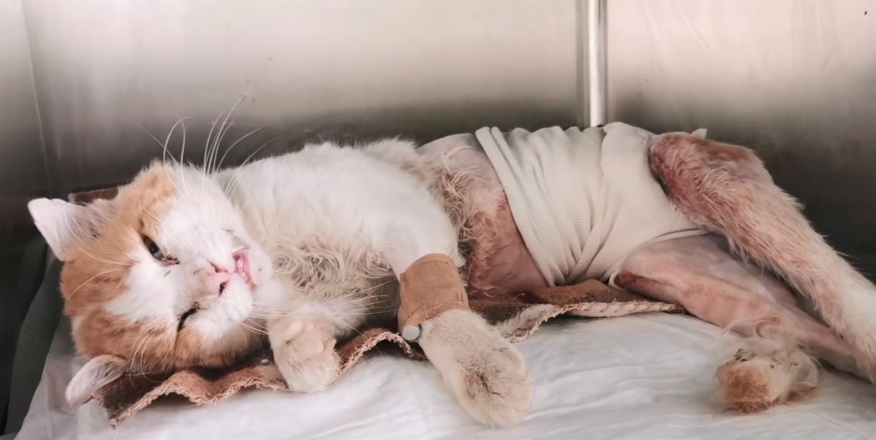 流浪猫受伤濒死被救助，捡回一条猫命，从此过上幸福生活