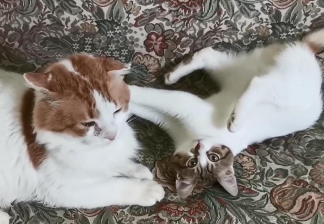 流浪猫受伤濒死被救助，捡回一条猫命，从此过上幸福生活