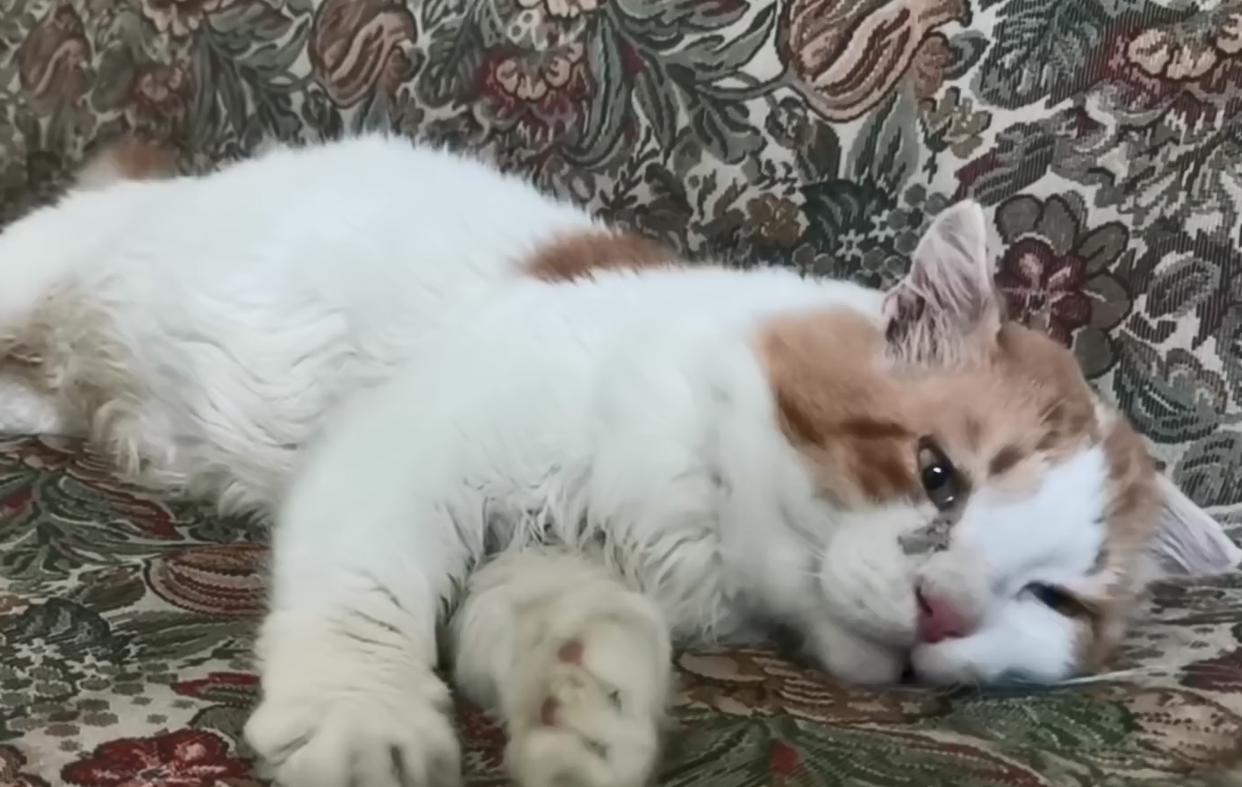 流浪猫受伤濒死被救助，捡回一条猫命，从此过上幸福生活