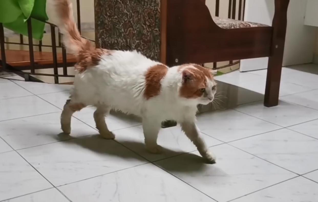 流浪猫受伤濒死被救助，捡回一条猫命，从此过上幸福生活