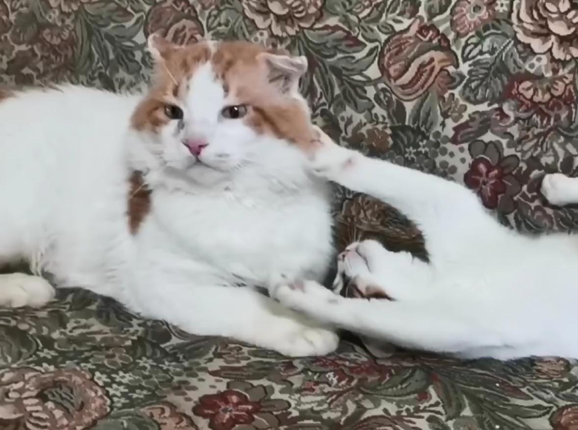 流浪猫受伤濒死被救助，捡回一条猫命，从此过上幸福生活