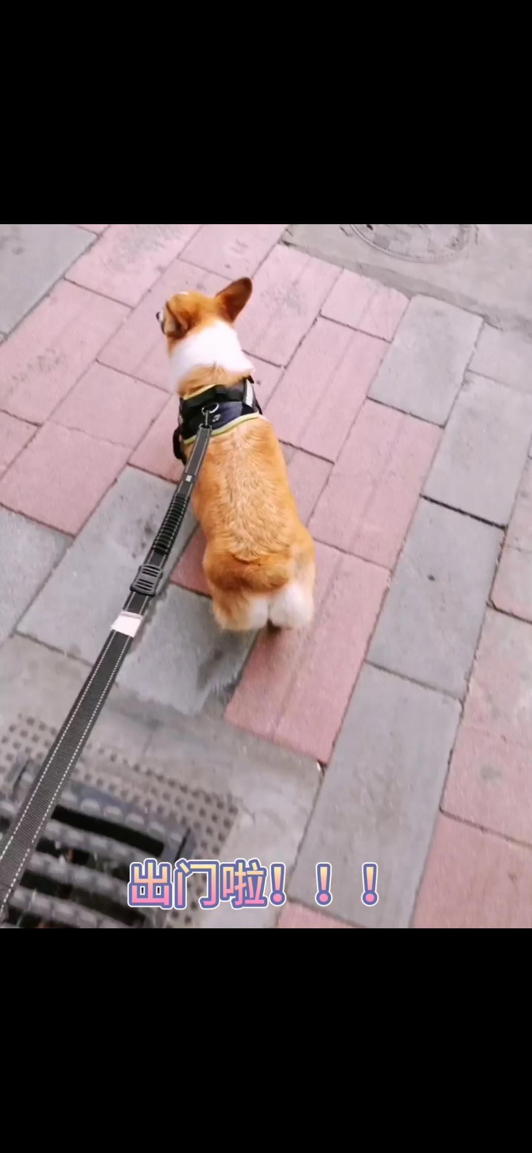 stean柯基小动漫，太治愈了！