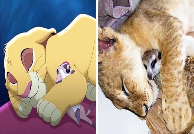 当动画中的动物在现实中找到了原型，到底谁模仿的谁