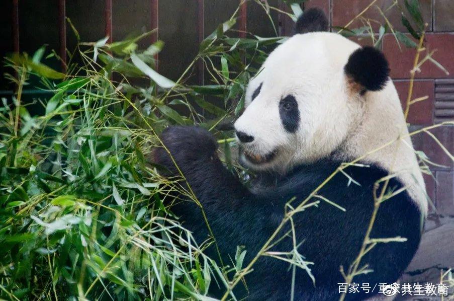 「活动回顾」四川卧龙“熊猫总动员”——做熊猫义工志愿者