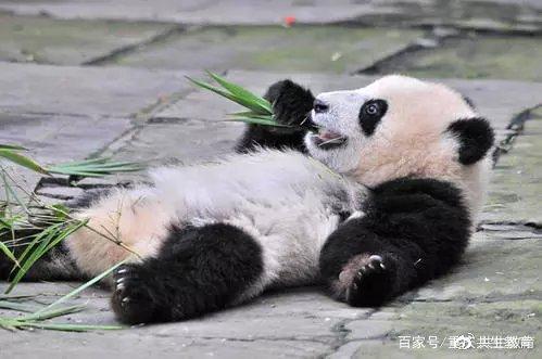 「活动回顾」四川卧龙“熊猫总动员”——做熊猫义工志愿者