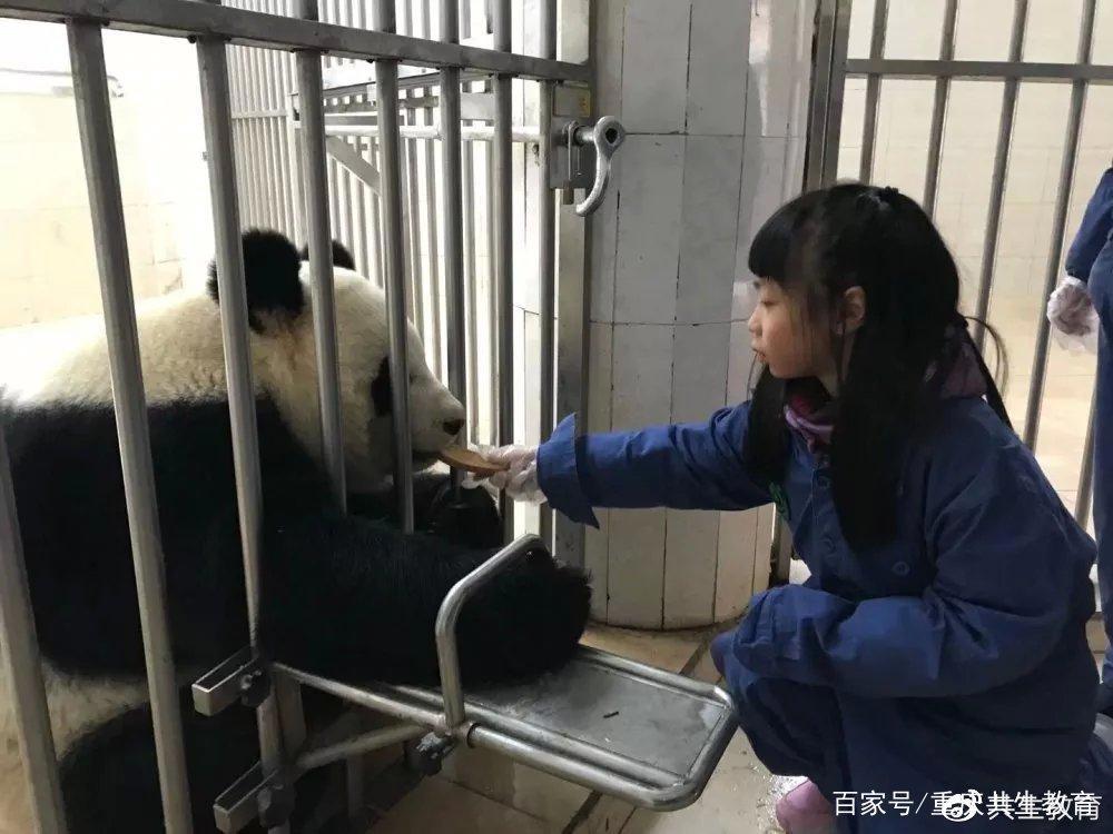 「活动回顾」四川卧龙“熊猫总动员”——做熊猫义工志愿者