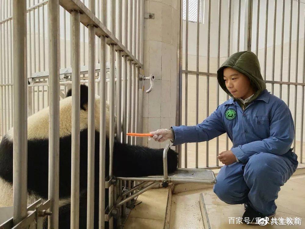 「活动回顾」四川卧龙“熊猫总动员”——做熊猫义工志愿者