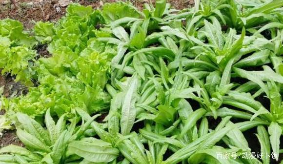 现在你家里的屯菜还有多少？准备怎么熬过去？