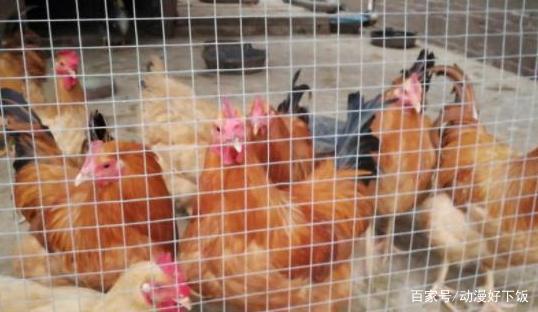 现在你家里的屯菜还有多少？准备怎么熬过去？