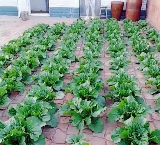 他在砖缝里种菜，一手掰开一棵大白菜，真带劲！