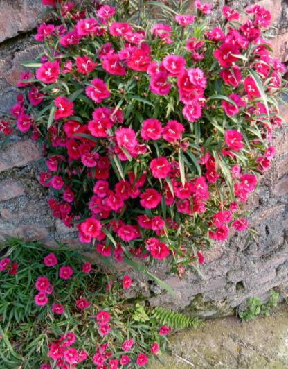 他在砖缝里种菜，一手掰开一棵大白菜，真带劲！